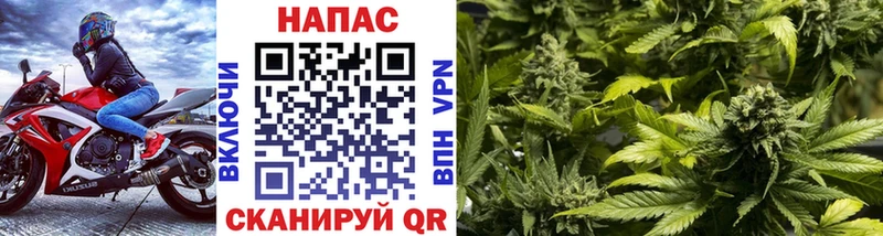 Конопля SATIVA & INDICA  купить закладку  Волосово 